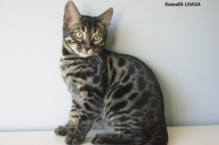 femelle bengal brown 
